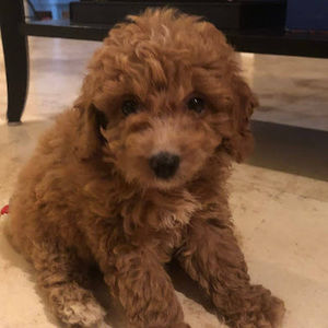 Meet your Posher, Jackson